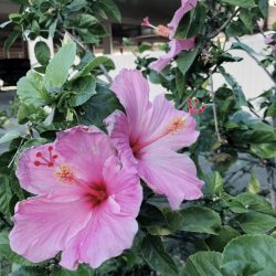 今日のアラモアナ