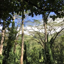 ハワイトレッキング