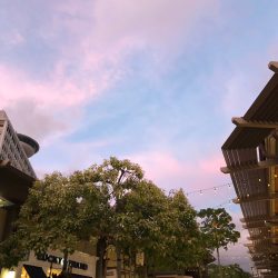 ホノルルフェスティバル