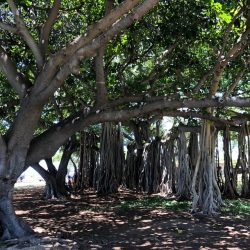 ハワイのシンボルツリー＜バニヤンツリー＞