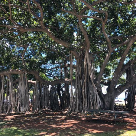 ハワイのシンボルツリー バニヤンツリー Blog ハワイ挙式 ハワイフォトウェディングのチアーズウェディング