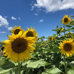 ハワイのヒマワリ