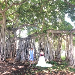 ハワイらしい木　バニヤンツリー