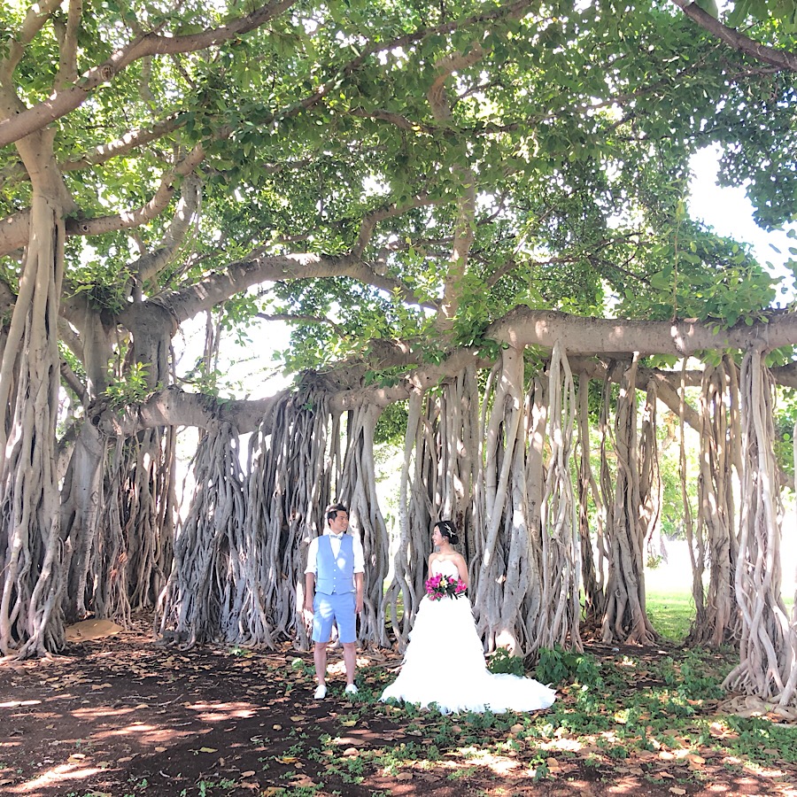 ハワイらしい木 バニヤンツリー Blog ハワイ挙式 ハワイフォトウェディングのチアーズウェディング