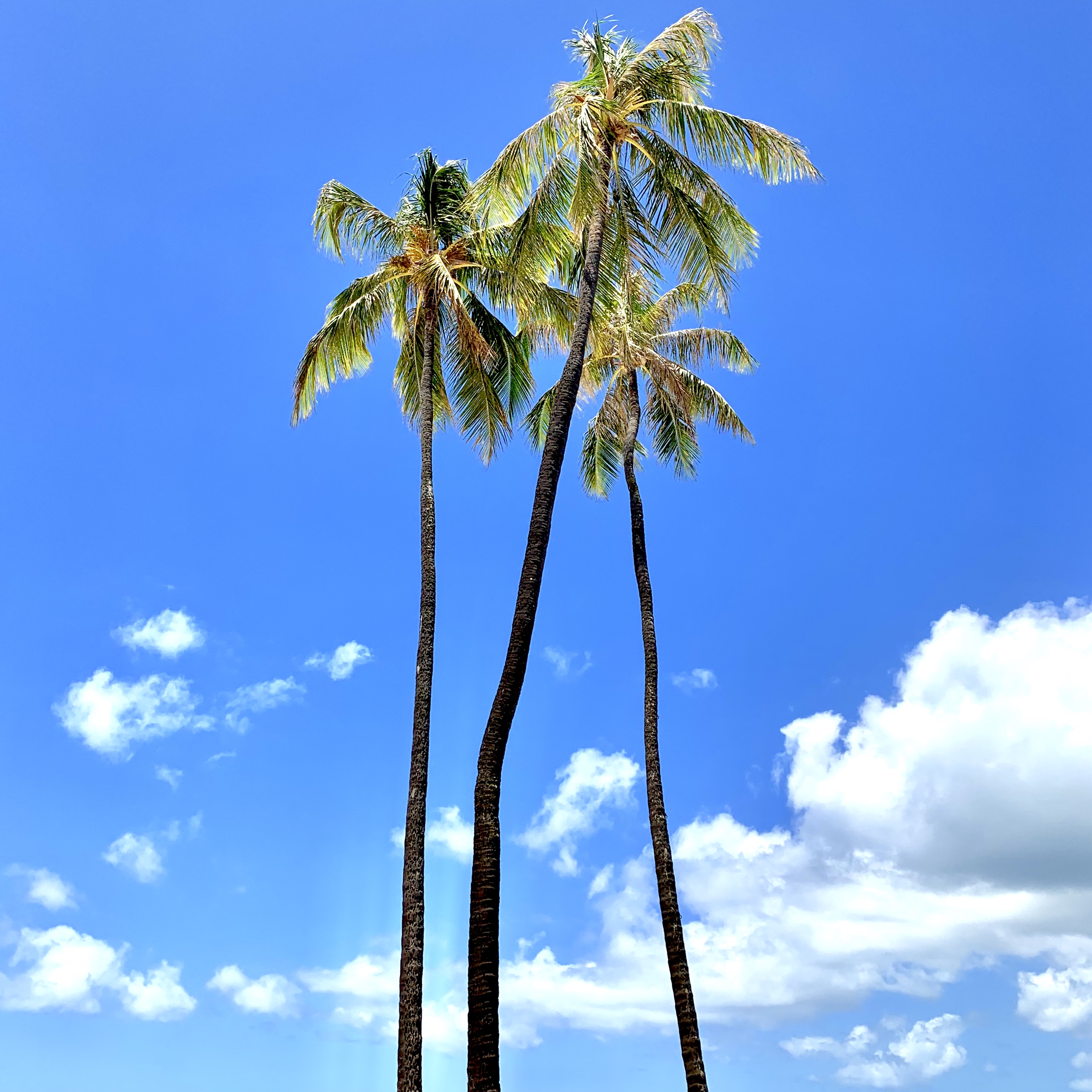 ハワイフォトツアー ヤシの木いろいろ Blog ハワイ挙式 ハワイフォトウェディングのチアーズウェディング