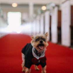 ハワイ通信＜7月19日＞～愛犬と一緒に教会撮影～