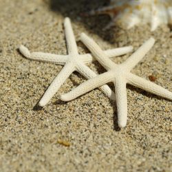 ハワイウェディングの準備＆スケジュール