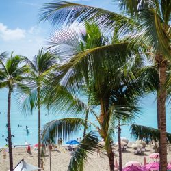 ハワイ通信＜1月17日＞～ハワイでも接触確認アプリ「アロハ・セーフ・アラート」開始されました～