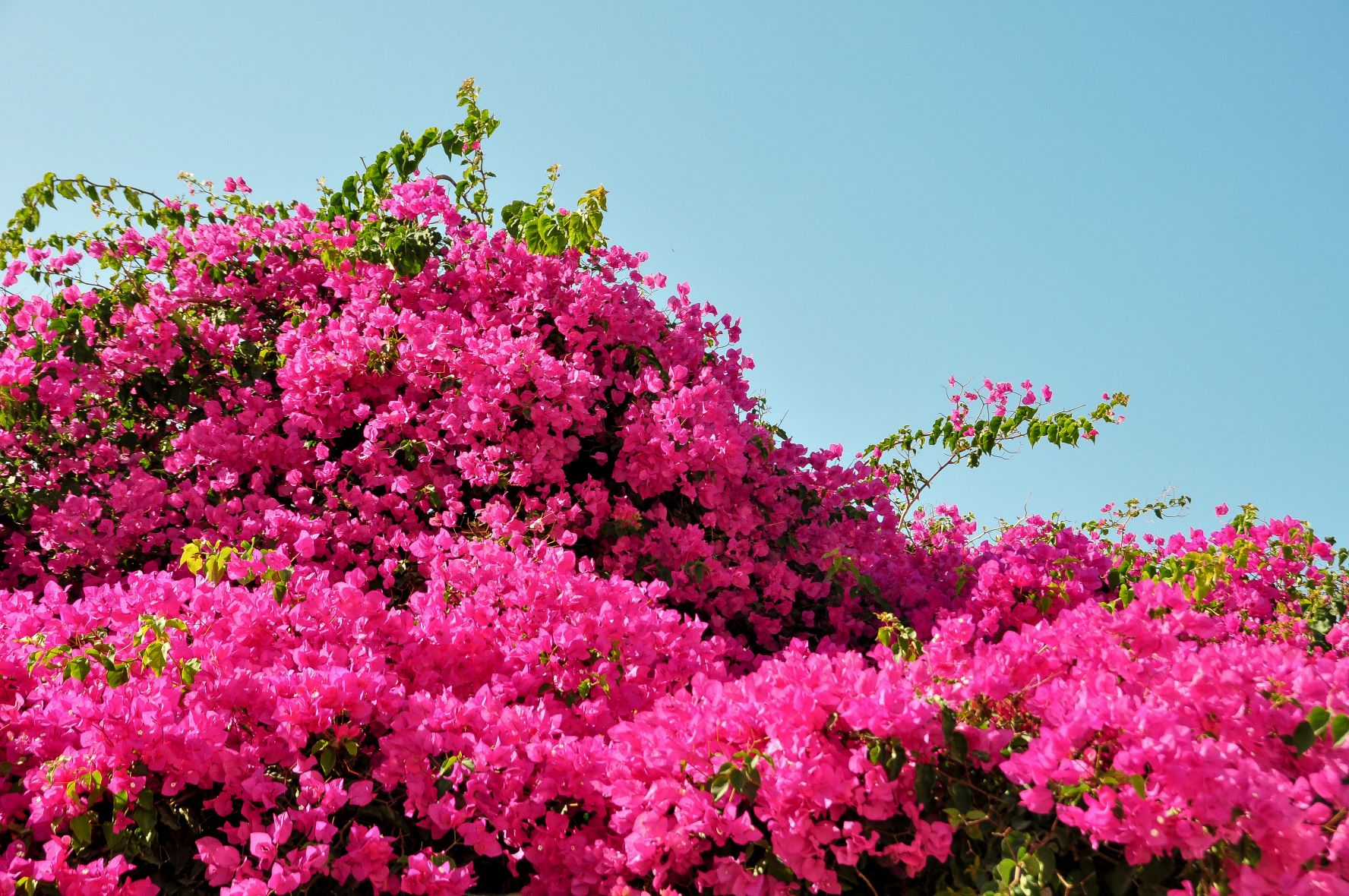 BLOG再開のお知らせ