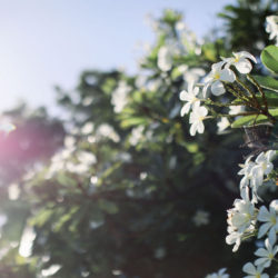 プルメリアの木の元で誓いはいかがですか?